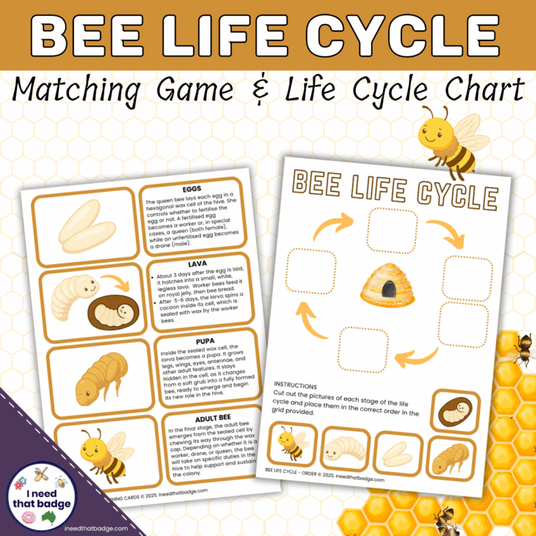 Bee Life Cycle INTB