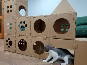 Kitten playing in cardboard structure