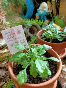 Pot of bee friendly plants