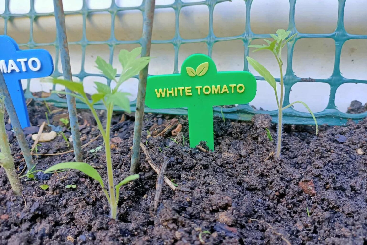 INTB Seeds Dec
