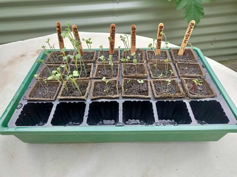 INTB Seeds JanFeb (8)