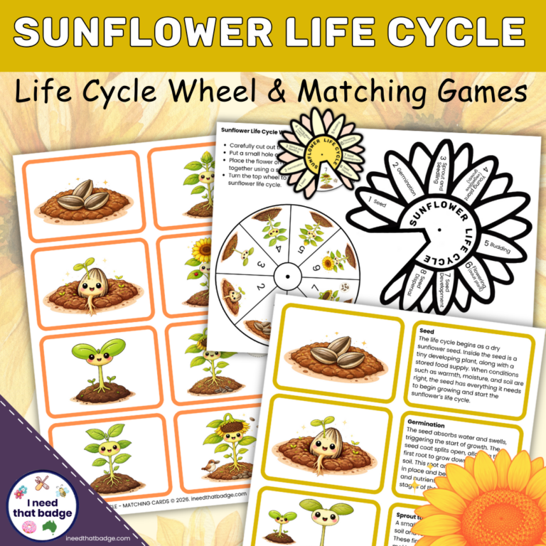Sunflower Life Cycle Wheel INTB