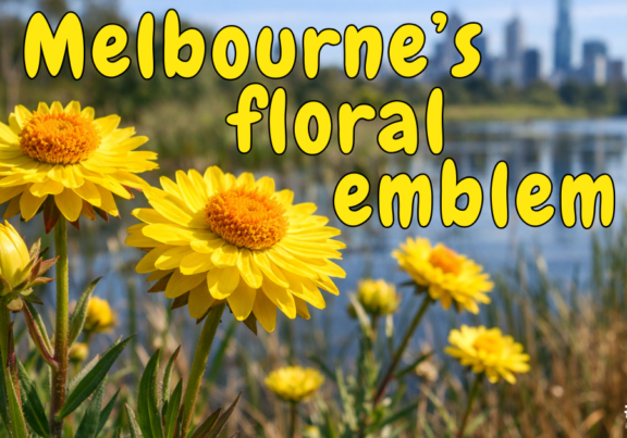 Melbournes Floral Emblem Swamp Everlasting INTB 2026